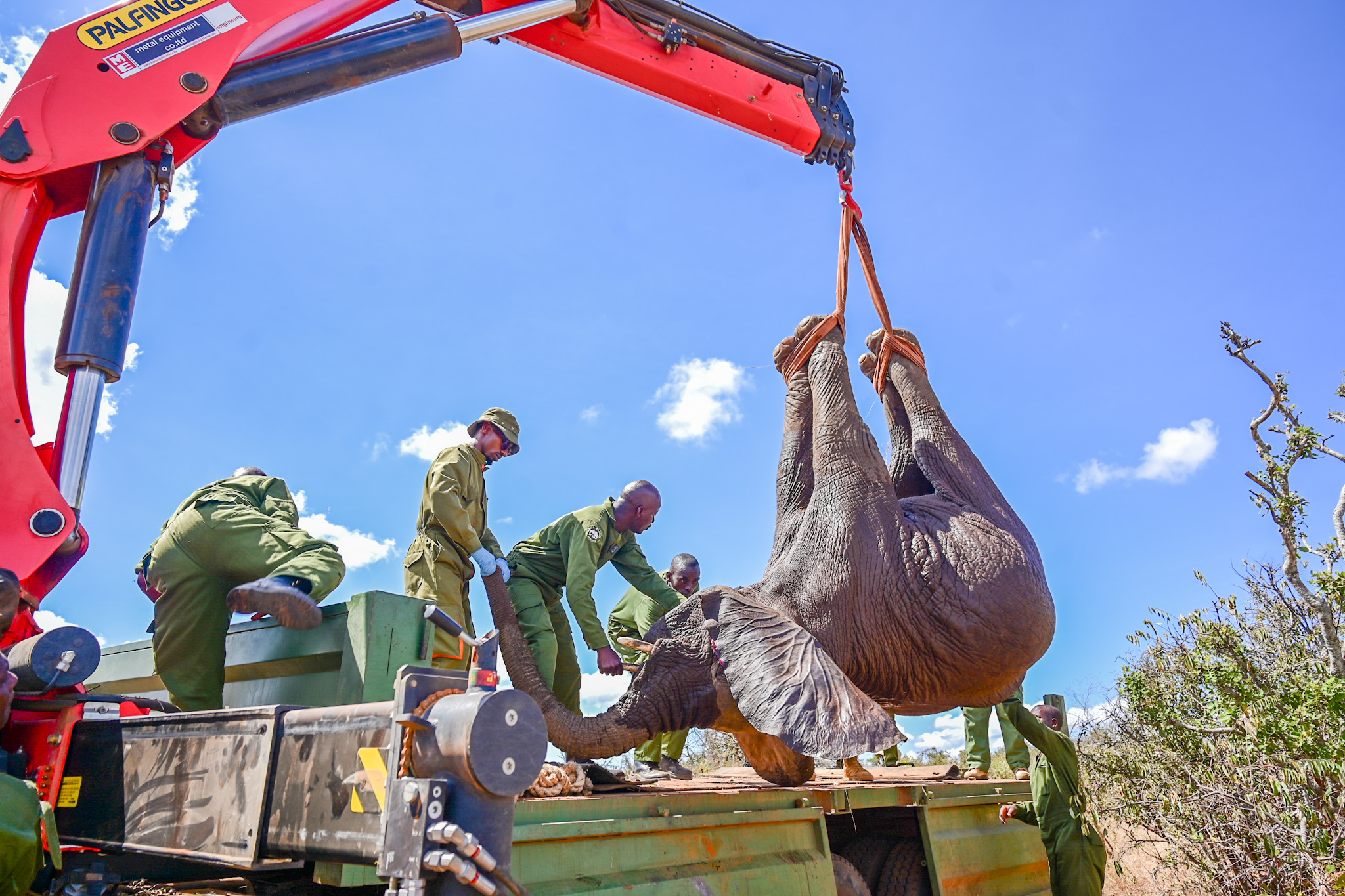 Landmark Elephant Translocation: Mwea Reserve To Aberdare National Park – 14/10/2024