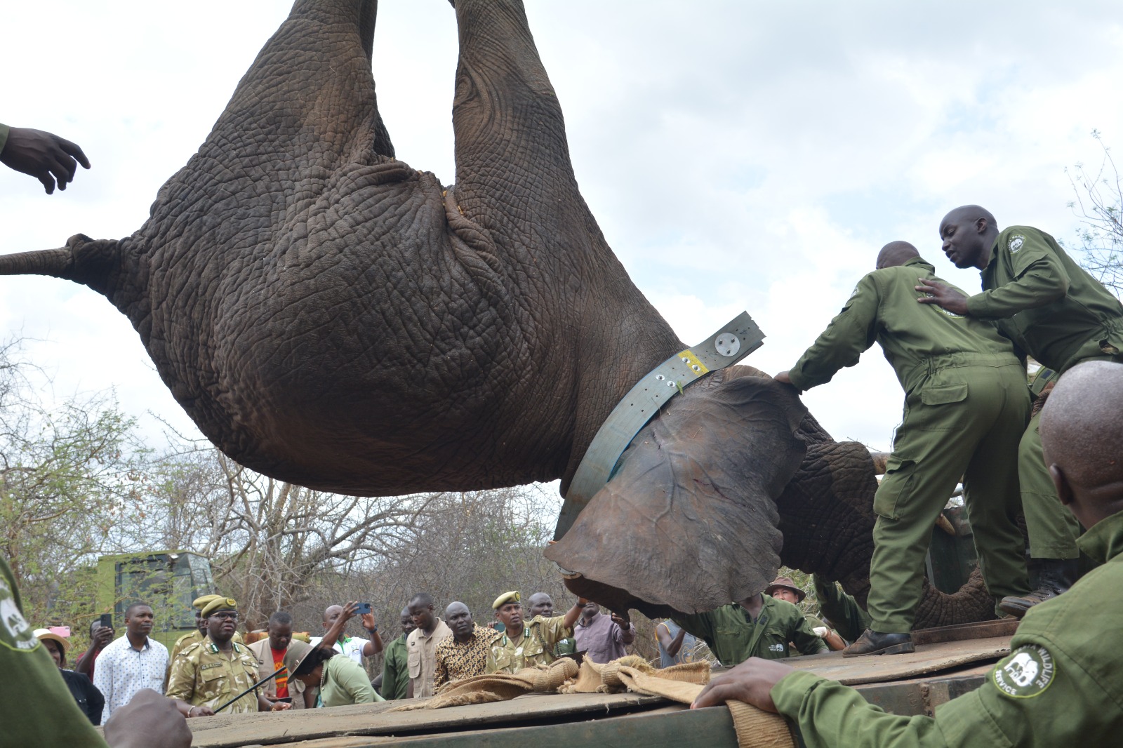 Kenya Wildlife Service Launches Crucial Elephant Translocation from Mwea National Reserve to Aberdare National Park to Bolster Human-Wildlife Coexistence – 3/10/2024